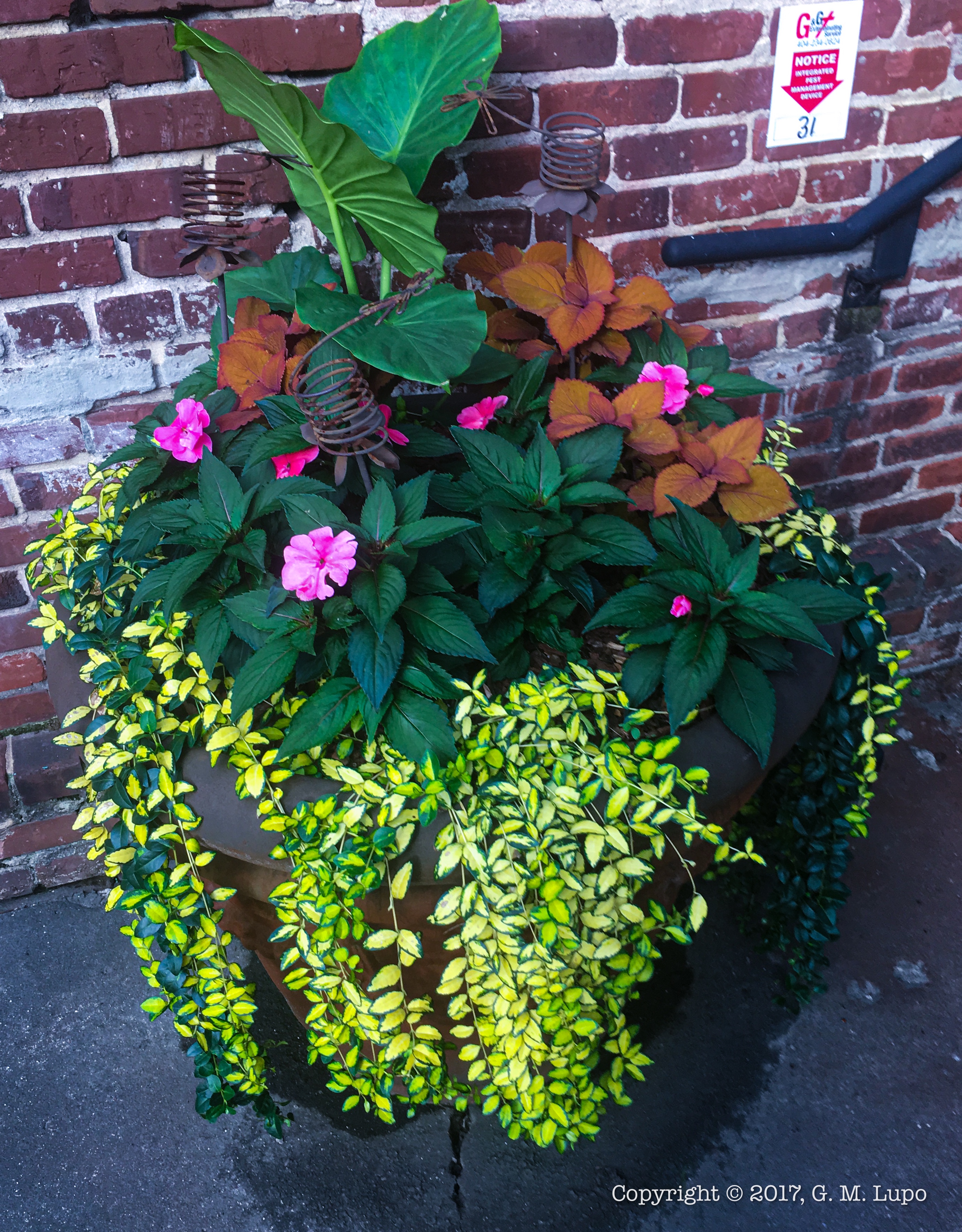 Raised by Wolves Musings of a Georgia writer. King Plow Planter
